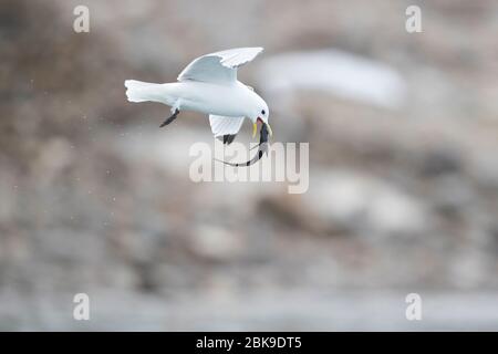 Katzenwake Vogel mit Fisch Stockfoto