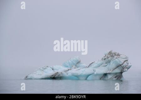 Kittiwakes auf dem Eisberg Stockfoto