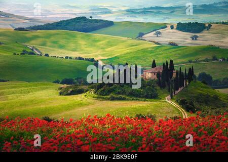 Schöne Landschaft der Toskana mit blühenden Wiesen. Spektakuläre rote Mohnblumen in den Getreidefeldern und ländlichen Gebäuden auf den Hügeln, Tusc Stockfoto