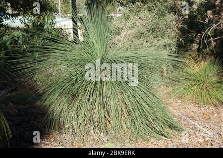 Xanthorrhoea australis Stockfoto