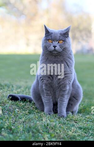 Häusliche niedliche Katze posiert mit einer Fliege um den Hals Stockfoto