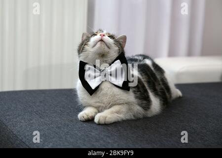 Häusliche niedliche Katze posiert mit einer Fliege um den Hals Stockfoto
