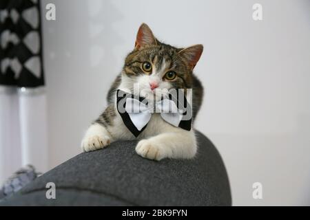 Häusliche niedliche Katze posiert mit einer Fliege um den Hals Stockfoto