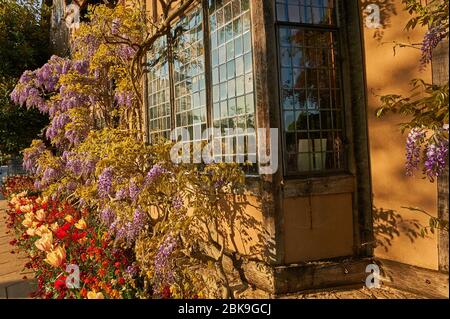 Glyzinien Covered Halls Croft in Stratford upon Avon, Heimat der Tochter von William Shakespeare Judith Hall. Stockfoto