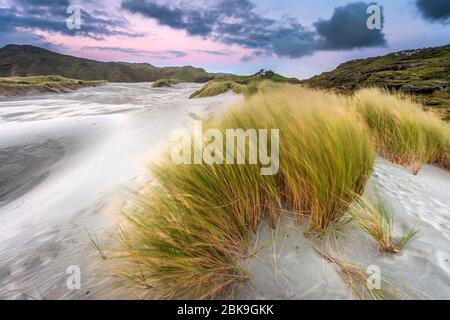 Grasbedeckte Sanddünen bei Sonnenuntergang, Wharariki Beach Puponga, North West Nelson Conservation Park, Tasman, South Island, Neuseeland Stockfoto