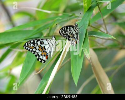 Zwei schöne Lindenschmetterlinge, Zitronenfalter oder karierter Schwalbenschwanz (Papilio demoleus) auf Bambusbaum Stockfoto