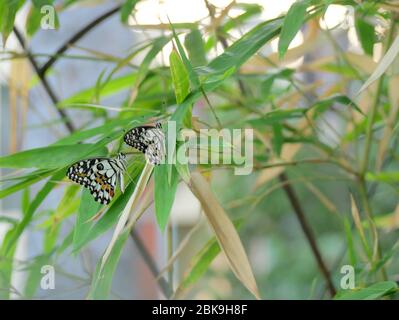 Zwei schöne Lindenschmetterlinge, Zitronenfalter oder karierter Schwalbenschwanz (Papilio demoleus) auf Bambusbaum Stockfoto