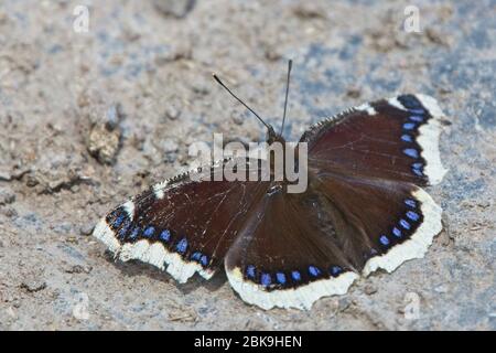 Trauermantel (USA) oder Camberwell Beauty (Großbritannien) (Nymphalis antiopa), die sich auf einem Felsen im Kazbegi Nationalpark, Georgia sonnen. Stockfoto