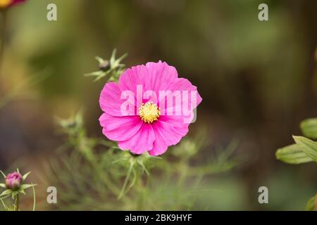 Cosmos Bipinnatus in Osterley House Gardens Stockfoto