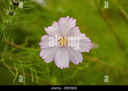 Cosmos Bipinnatus in Osterley House Gardens Stockfoto