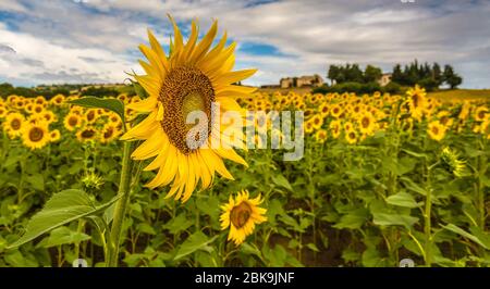 Nahaufnahme einer Sonnenblume in einem Feld von Sonnenblumen in der Region Marken, Italien, Sommerlandschaft Mittelitaliens Stockfoto