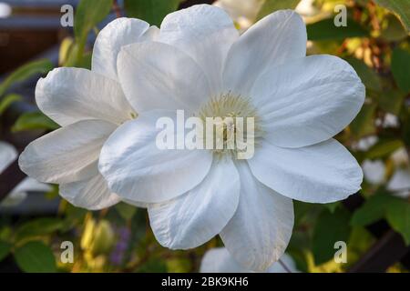 Schöne weiße Clematis Nahaufnahme im Garten Makro Stockfoto