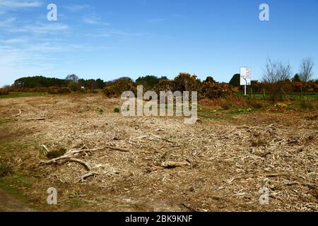 Kürzlich Schnitt Gorse, Teil der Verwaltung, um alte Büsche zu entfernen und zu stoppen, die Invasion Heide Lebensraum, Kings Standing, Ashdown Forest, East Sussex, Großbritannien Stockfoto