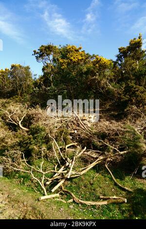 Kürzlich Schnitt Görse, Teil der Verwaltung, um alte Büsche zu entfernen und zu stoppen, die Invasion Heide Lebensraum, Ashdown Forest, East Sussex, England Stockfoto