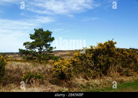 Görse (Ulex europaeus), Schottenkiefer (Pinus sylvestris) und typische Ansichten, Ashdown Forest, East Sussex, England Stockfoto