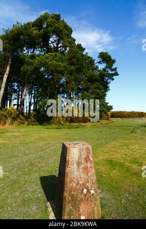 Trig Point und Klumpen von Kiefern (Pinus sylvestris) in Camp Hill, Ashdown Forest, East Sussex, England Stockfoto