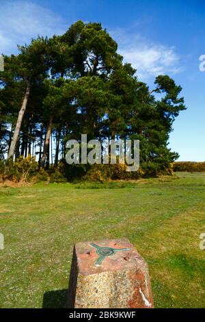 Trig Point und Klumpen von Kiefern (Pinus sylvestris) in Camp Hill, Ashdown Forest, East Sussex, England Stockfoto