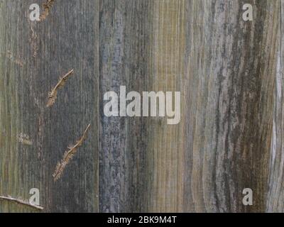 Alte abgenutzte Holzzaunwand mit Efeu-Wurzeln sichtbar Stockfoto