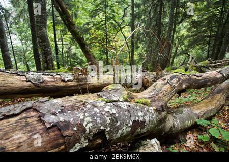 Totholz im Naturschutzgebiet Combe Grède im Naturpark Chasseral Stockfoto