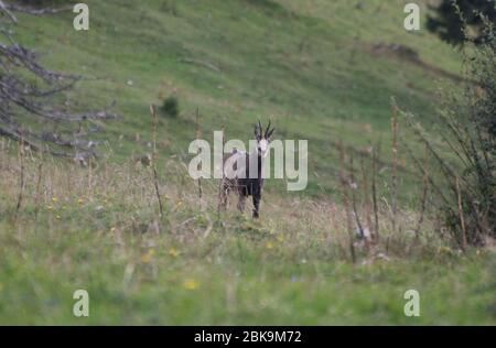 Gemse im Jagdbanngebiet Combe Grède im Naturpark Chasseral Stockfoto