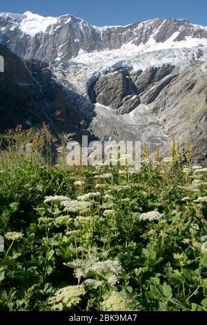 Kontrast zwischen Blumenwiese und alpinem Gletscher beim Aufstieg zur Schreckhornhütte oberhalb von Grindelwald Stockfoto