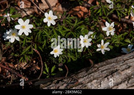 Holz Anemonen oder Thimblewed auf einem Waldboden mit trockenen Blättern bedeckt Stockfoto