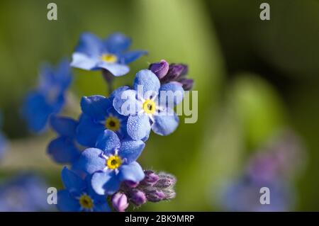 Nahaufnahme einer blauen Vergissmeinnicht-Blume, lateinischer Name myosotis sylvatica, mit Platz für Kopie. Stockfoto