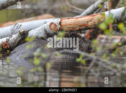 Drahendorf, Deutschland. Mai 2020. Ein europäischer Biber (Castor Fiber) in der Drahendorfer Spree, einem Abschnitt der rund 400 Kilometer langen Spree. Der europäische Biber (Rizinusfaser) ist das größte Nagetier in Europa. Ein ausgewachsenes Tier kann bis zu 1.30 Meter lang werden. Die "Kelle", der flache Schwanz des Bibers, macht etwa 30 Zentimeter dieser Länge aus. Quelle: Patrick Pleul/dpa-Zentralbild/ZB/dpa/Alamy Live News Stockfoto