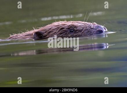 Drahendorf, Deutschland. Mai 2020. Ein europäischer Biber (Castor Fiber) in der Drahendorfer Spree, einem Abschnitt der rund 400 Kilometer langen Spree. Der europäische Biber (Rizinusfaser) ist das größte Nagetier in Europa. Ein ausgewachsenes Tier kann bis zu 1.30 Meter lang werden. Die "Kelle", der flache Schwanz des Bibers, macht etwa 30 Zentimeter dieser Länge aus. Quelle: Patrick Pleul/dpa-Zentralbild/ZB/dpa/Alamy Live News Stockfoto
