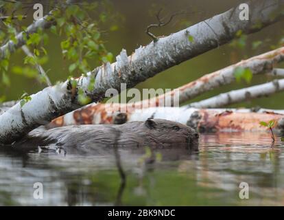 Drahendorf, Deutschland. Mai 2020. Ein europäischer Biber (Castor Fiber) in der Drahendorfer Spree, einem Abschnitt der rund 400 Kilometer langen Spree. Der europäische Biber (Rizinusfaser) ist das größte Nagetier in Europa. Ein ausgewachsenes Tier kann bis zu 1.30 Meter lang werden. Die "Kelle", der flache Schwanz des Bibers, macht etwa 30 Zentimeter dieser Länge aus. Quelle: Patrick Pleul/dpa-Zentralbild/ZB/dpa/Alamy Live News Stockfoto