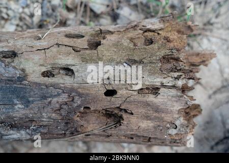 Baum ausgehöhlt von einem Specht und voller Löcher. Stockfoto