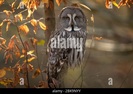 Große graue Eule im Baum Stockfoto