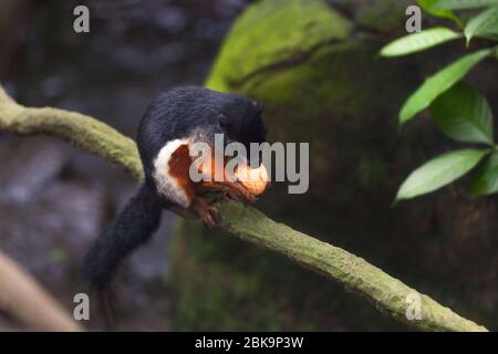 Das dreifarbige asiatische prevost-Eichhörnchen sitzt auf einem Stumpf in einem Regenwald und nagt eine Nuss. Nahaufnahme Tier. Stockfoto