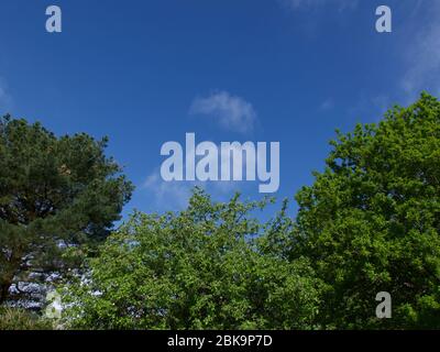 Tiefblauer Himmel Hintergrund mit verschiedenen Bäumen im Vordergrund Stockfoto