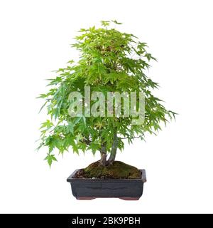 Schöne japanische Ahorn Bonsai in Frühlingsfarben, isoliert auf weißem Hintergrund ( Acer palmatum ) Stockfoto