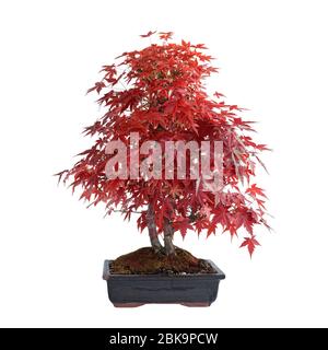 Schöner japonesischer Ahorn ( Acer palmatum ) in Herbstfarben, Isolation über Weiß Stockfoto