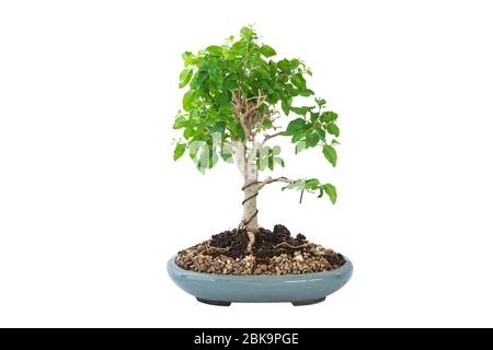 chinesische privet Bonsai isoliert auf weißem Hintergrund ( Ligustrum sinense ), in einer Keramik glasierten japanischen Schüssel eingemacht Stockfoto