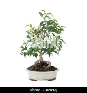 Schöne Ficus benjamina Bonsai auf weißem Hintergrund, in einer chinesischen Keramikschale Stockfoto