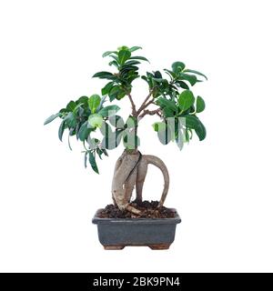 ficus Ginseng Bonsai in einem alten chinesischen Keramiktopf, isoliert auf weißem Hintergrund für Ihr Design Stockfoto