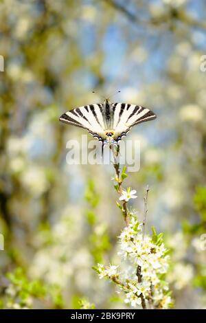 Der seltene Schwalbenschwanz - Iphiclides podalirius ist ein Schmetterling der Familie Papilionidae. Es wird auch als Segelschwanzschwanz oder Birne-tre bezeichnet Stockfoto