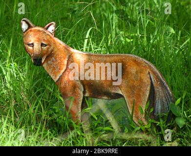 Kerala, Indien - 2. Juni 2018 - Wolfsbild in einem Brett im parambikulam Waldreservat Stockfoto