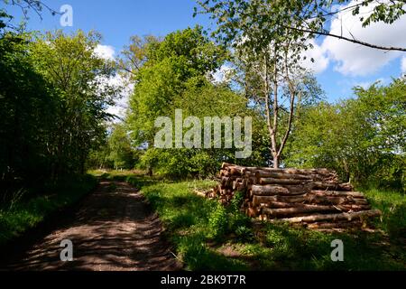 Fußweg durch Wald mit einem Holzstapel neben dem Pfad, in West Wycombe, Buckinghamshire, Großbritannien Stockfoto