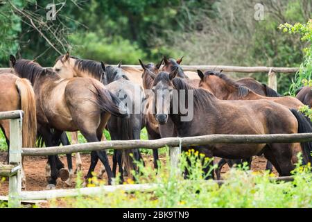 Pferde in einer Herde in einem geschlossenen Paddock, Arena, Corral, auf einem Bauernhof, Ranch, Reitschule Konzept Herde Tiere Stockfoto