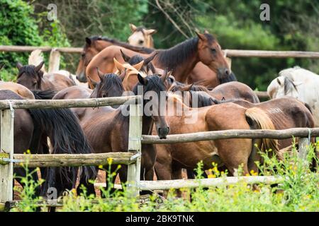 Herde von Pferden in einem Korral, eingezäunten Bereich, auf einer Ranch, Bauernhof, Reitschule eingeschlossen Stockfoto