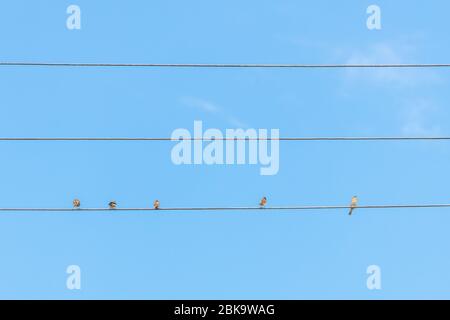 Spatz sitzt auf Draht gegen den blauen Himmel. Drei Vögel sitzen zusammen, zwei sitzen weit voneinander entfernt. Konzept der sozialen Distanzierung. Stockfoto