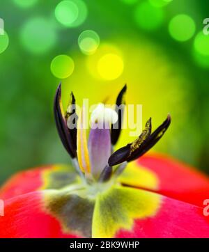 Gelb rote Tulpenblüte Makro Nahaufnahme. Bokeh Lichter.Details Tulpenblüte mit Stempel, Staubgefäß, Filament, Stigma und Blütenblättern. Konzept für Feinwäsche Stockfoto