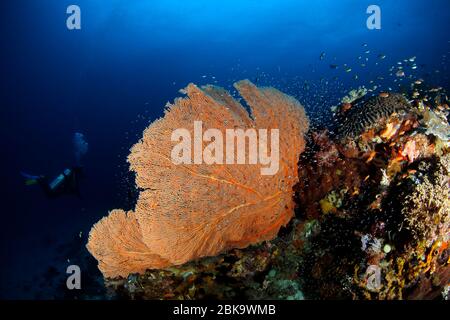 Tauchen neben einer Gorgonischen Fächerkoralle. Raja Ampat, West Papua, Indonesien Stockfoto