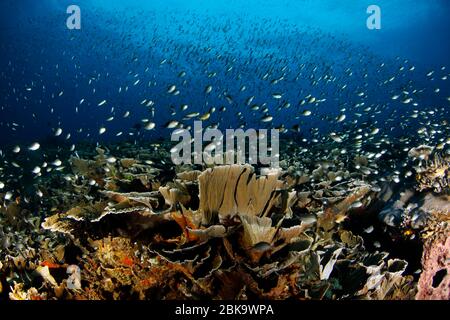 Schooling Fisch über Steinkorallen in Raja Ampat. West Papua, Indonesien Stockfoto