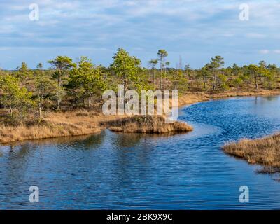 Landschaft mit blauen Sumpfseen umgeben von kleinen Kiefern und Birken und grünem Moos am Frühlingstag mit blauem Himmel im Great Kemeri bog, Lettland Stockfoto