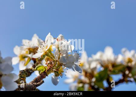 Zarte Blütenblätter eines Apfelbaums mit schneeweißen und hellen Blüten und winzigen Staubgefäßen vor einem blauen Himmel, selektiver Fokus, Kopierraum. Stockfoto